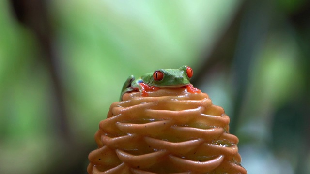 哥斯达黎加雨林中的红眼树蛙(Agalychnis callidryas)视频素材