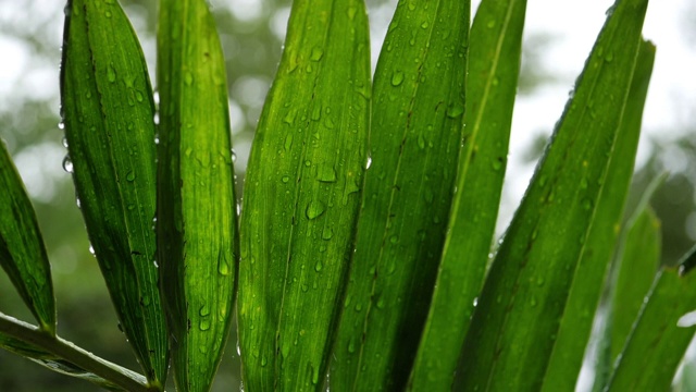 大自然中慢镜头的雨天视频素材