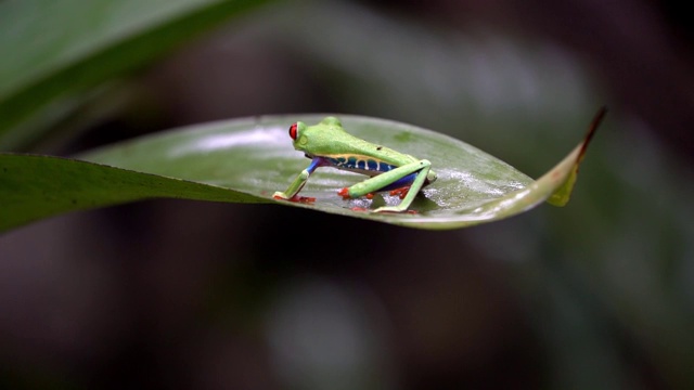 哥斯达黎加雨林中的红眼树蛙(Agalychnis callidryas)视频素材