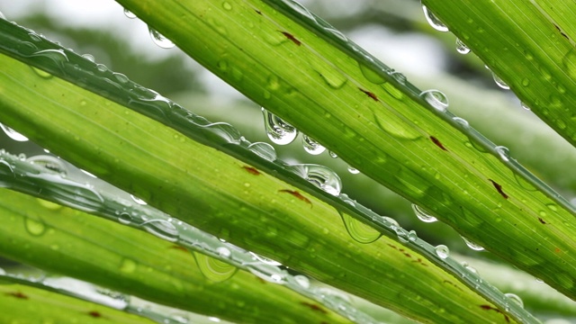 雨滴落在树叶上自然，雨天景色视频素材