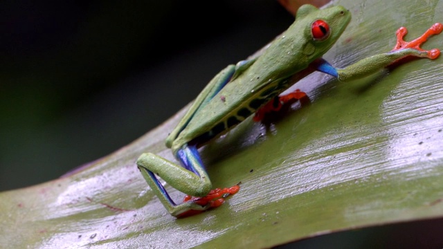 哥斯达黎加雨林中的红眼树蛙(Agalychnis callidryas)视频素材