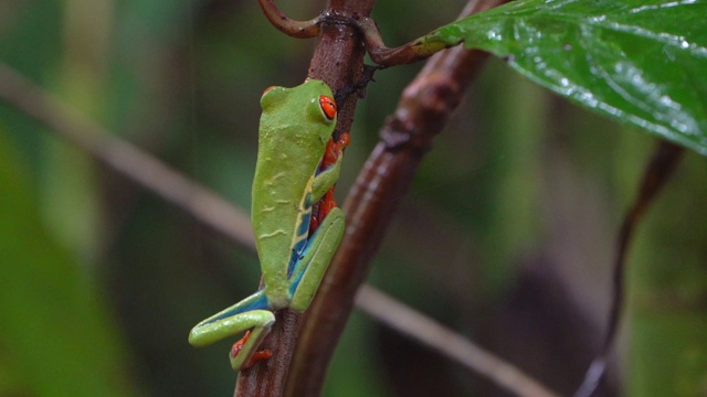 哥斯达黎加雨林中的红眼树蛙(Agalychnis callidryas)视频素材