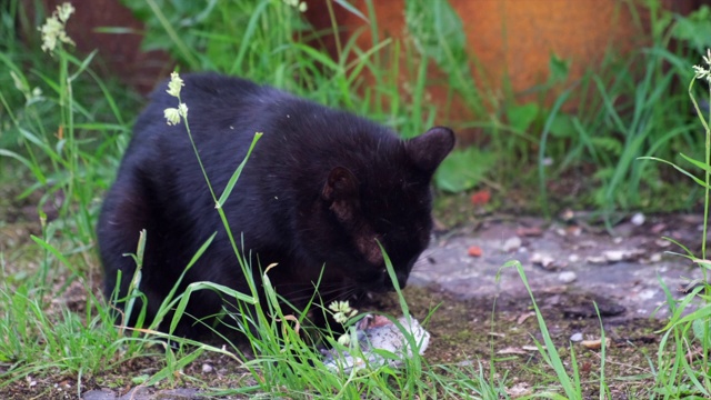 猫正在吃他们的食物，吃生鱼片。视频下载