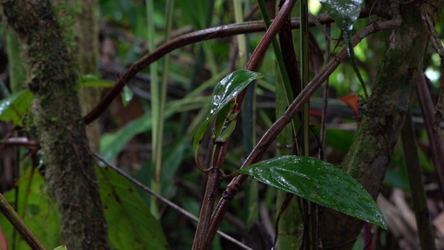 哥斯达黎加雨林中的红眼树蛙(Agalychnis callidryas)视频素材