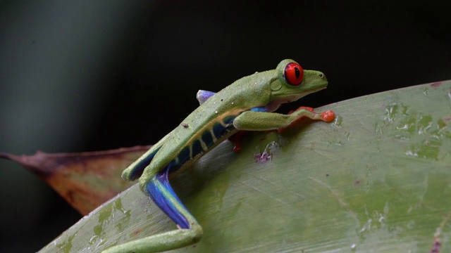 哥斯达黎加雨林中的红眼树蛙(Agalychnis callidryas)视频素材