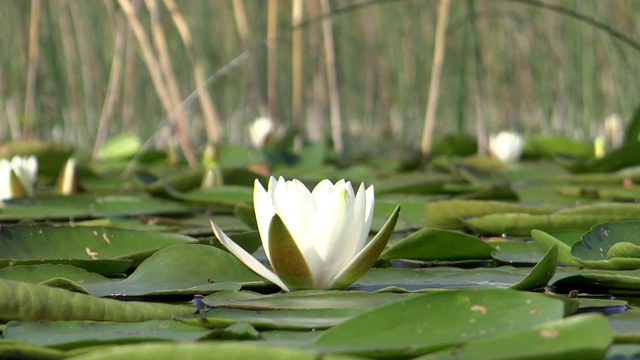 水白色的百合花视频素材