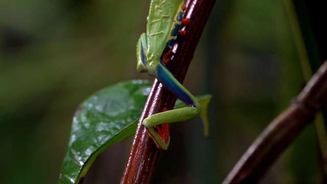 哥斯达黎加雨林中的红眼树蛙(Agalychnis callidryas)视频素材