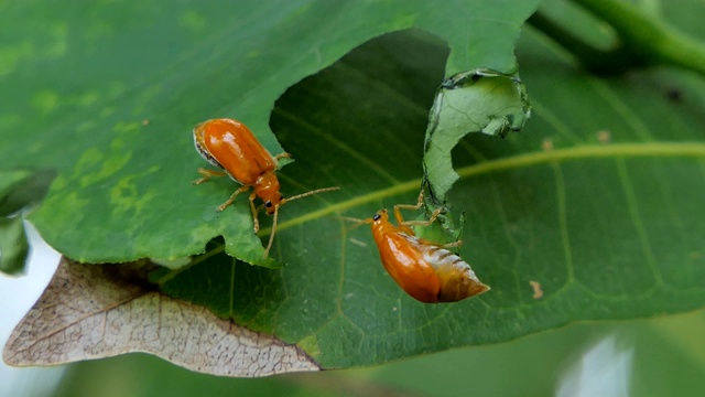 叶子上的红瓜甲虫。视频素材