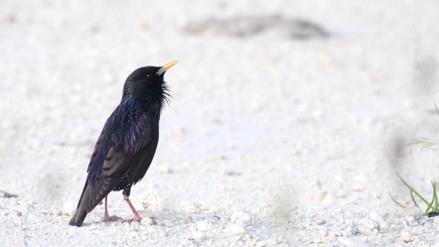 普通椋鸟(Sturnus vulgaris)站在沙滩上唱歌视频素材