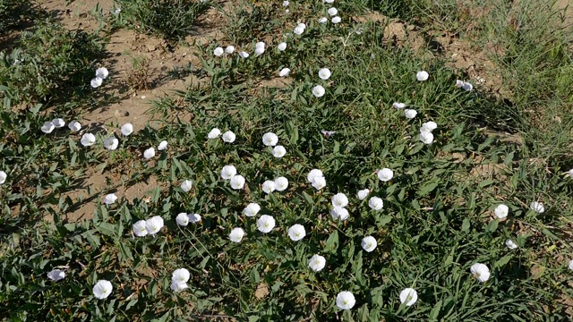 野生常春藤植物盛开的常春藤花视频素材