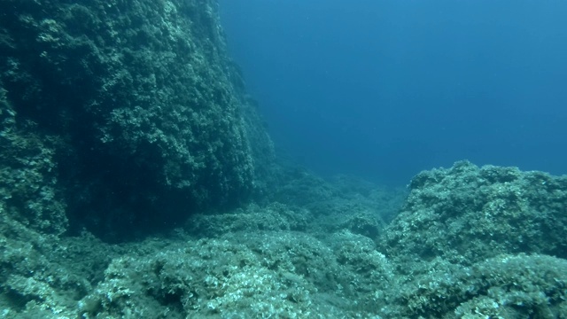 慢镜头，水下景观岩石底部覆盖着棕色藻类孔雀尾巴(Padina pavonica)镜头缓慢向前移动视频素材