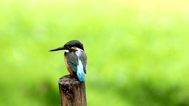 普通翠鸟与鱼(Alcedo atthis)美丽的颜色与鱼捕获栖息在泰国的一个分支视频素材