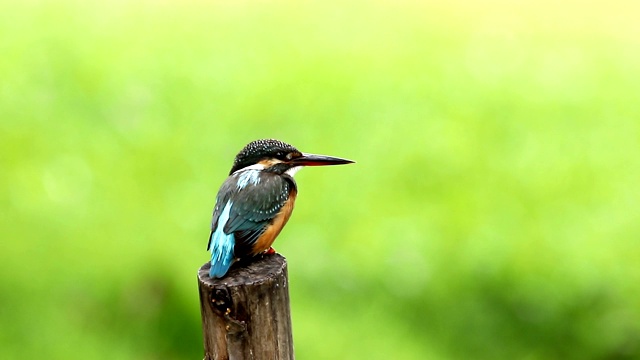 普通翠鸟与鱼(Alcedo atthis)美丽的颜色与鱼捕获栖息在泰国的一个分支视频素材