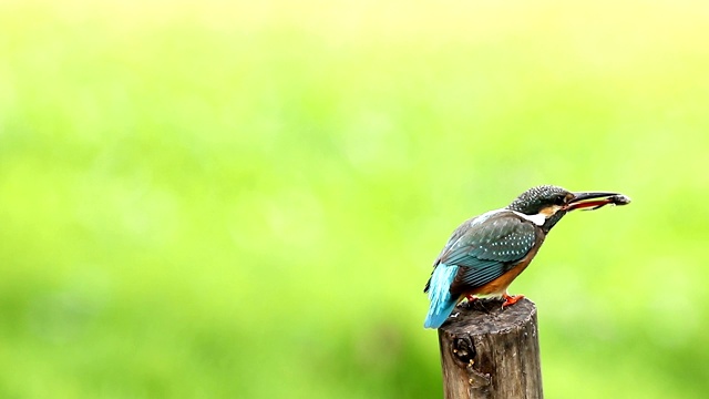 普通翠鸟与鱼(Alcedo atthis)美丽的颜色与鱼捕获栖息在泰国的一个分支视频素材