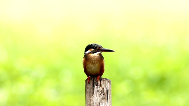 普通翠鸟与鱼(Alcedo atthis)美丽的颜色与鱼捕获栖息在泰国的一个分支视频素材