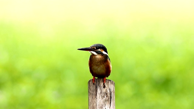 普通翠鸟与鱼(Alcedo atthis)美丽的颜色与鱼捕获栖息在泰国的一个分支视频素材