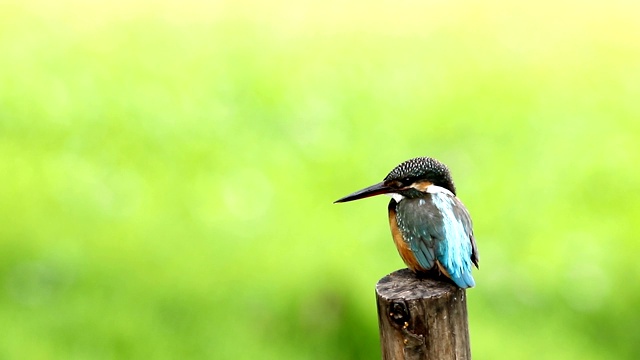 普通翠鸟与鱼(Alcedo atthis)美丽的颜色与鱼捕获栖息在泰国的一个分支视频素材