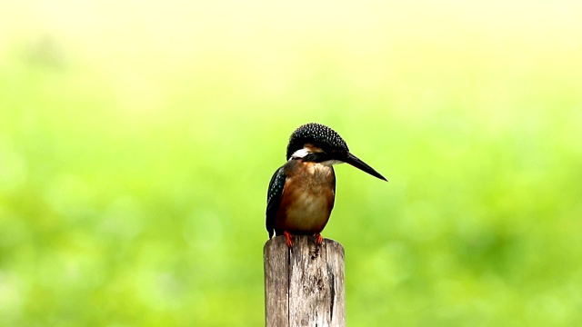 普通翠鸟与鱼(Alcedo atthis)美丽的颜色与鱼捕获栖息在泰国的一个分支视频素材