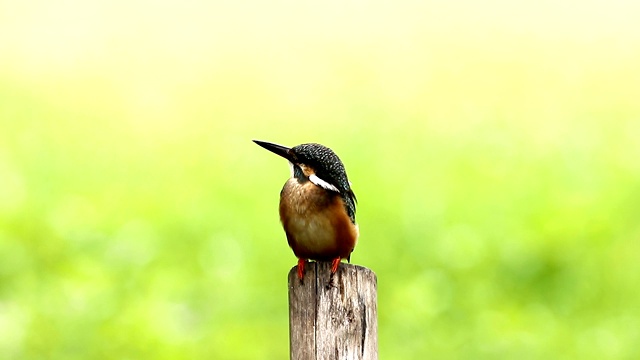 普通翠鸟与鱼(Alcedo atthis)美丽的颜色与鱼捕获栖息在泰国的一个分支视频素材