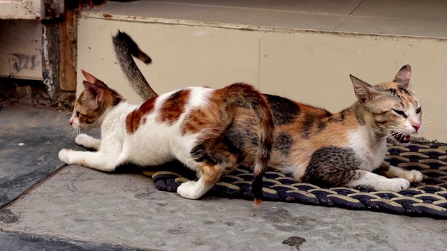 小猫和她的猫妈妈玩视频素材