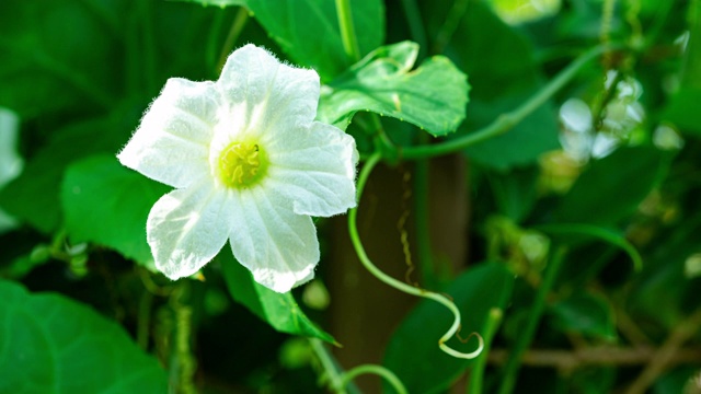 时间流逝常春藤葫芦花在花园里或大球菌视频下载