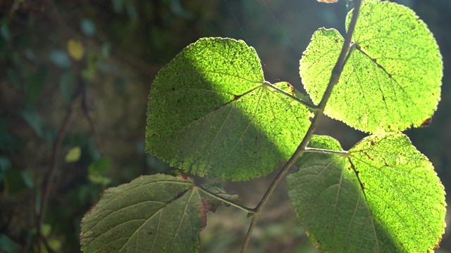 大自然绿色植物树木离开视频素材