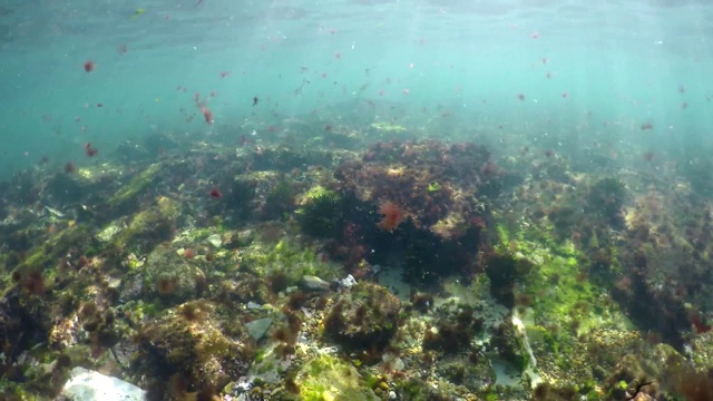 水下生物、珊瑚礁、鱼类和海藻悬浮，4K分辨率视频下载