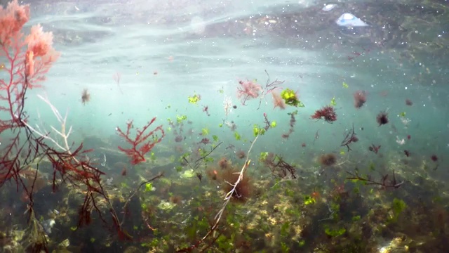 水下生物、珊瑚礁、鱼类和海藻悬浮，4K分辨率视频下载