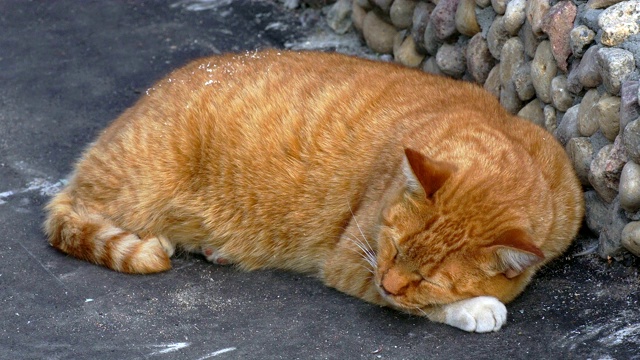 大红猫睡在一堵石墙附近。视频素材