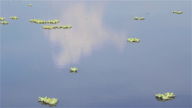 查科湿地自然保护区，查科省，阿根廷。视频素材