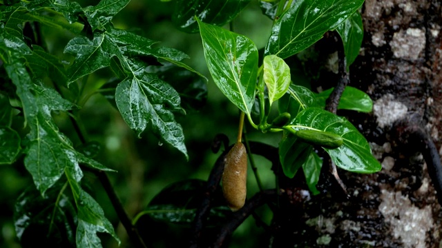 雨滴落在绿叶上视频素材