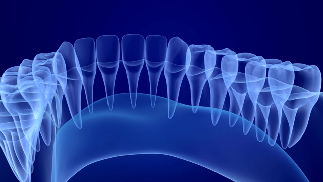 口腔牙龈和牙齿x光视图。医学上准确的牙齿3D动画视频素材