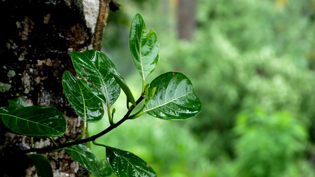 雨滴落在绿叶上视频素材