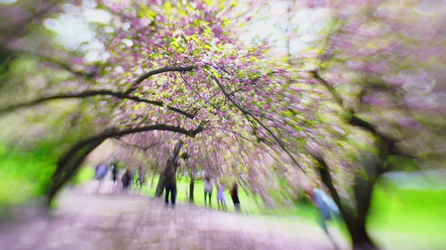 2019年5月2日，在美国纽约中央公园，人们穿过一排樱花拱门视频素材