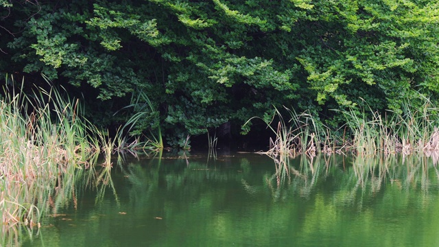 湖水，泉水或池塘和森林视频素材