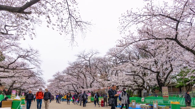 上野公园樱花节的时间间隔。上野公园是日本东京最好的地方之一视频素材