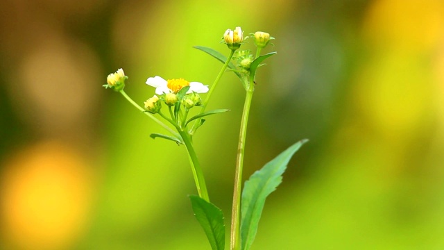 河边的草花视频素材