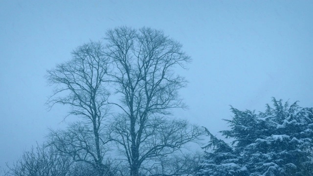 树在大雪视频素材