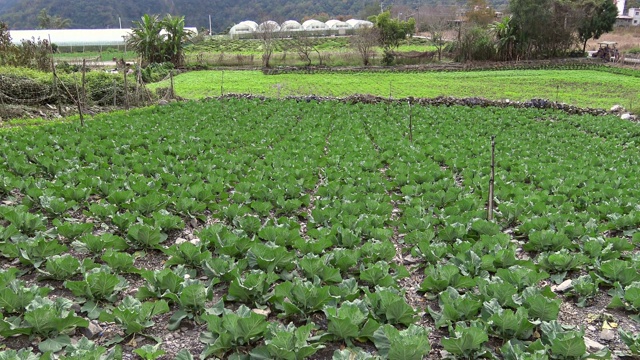 4K的中国风景，新鲜生长的卷心菜地。农业。视频素材