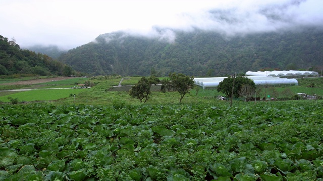 4K的中国风景，新鲜生长的卷心菜地。农业。视频素材