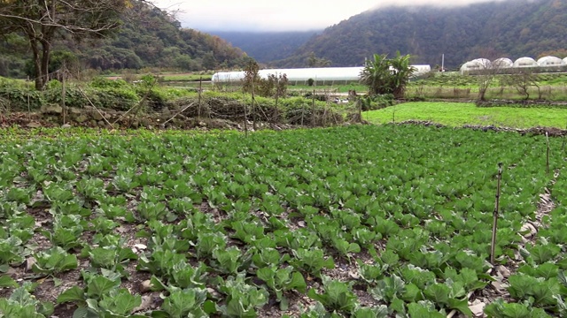 4K的中国风景，新鲜生长的卷心菜地。农业。视频素材