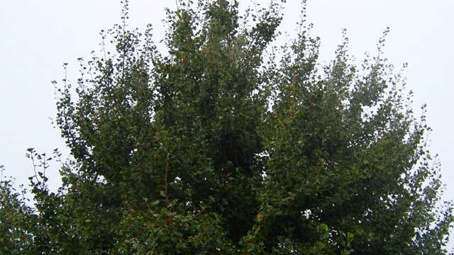 孤立的植物在一天的大雨和大风视频素材