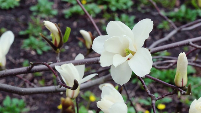 白玉兰花视频素材