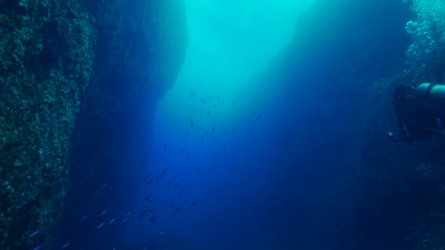 日本海底峡谷中成群结队的燧发鱼视频素材