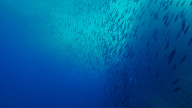 在日本海底山中游泳的燧发鱼视频素材