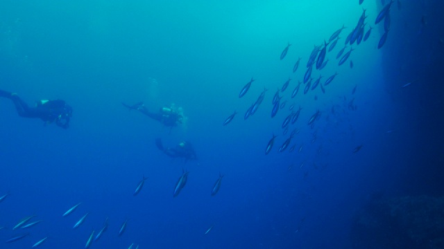 日本小笠原岛深海暗礁上成群结队的火枪鱼视频素材