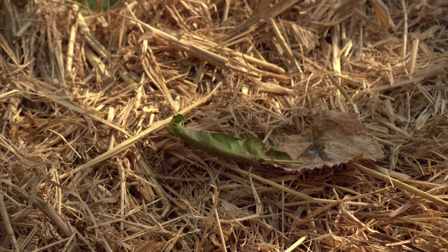 年轻人正在稻草窝里捡鸭蛋视频素材