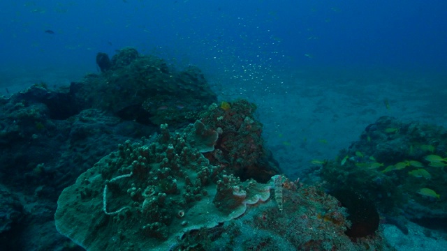 日本小笠原岛的深海珊瑚礁视频素材