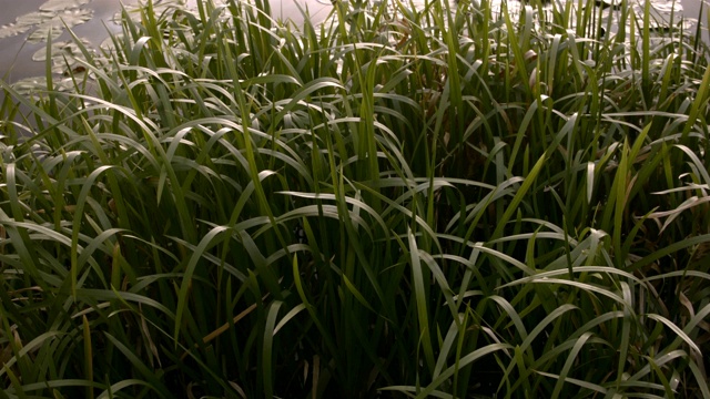 夏天日落时，沼泽里长满了百合花。视频素材