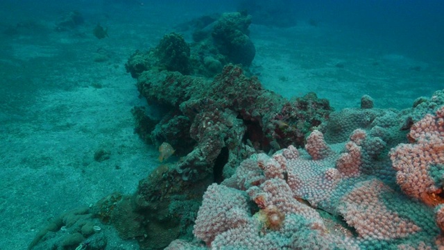 在海底珊瑚礁潜水，日本视频素材